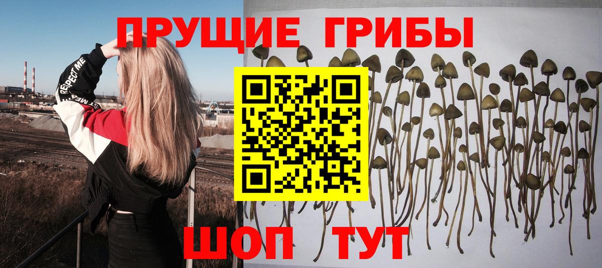 Галлюциногенные грибы MAGIC MUSHROOMS  Вход с VPN  Коммунар 